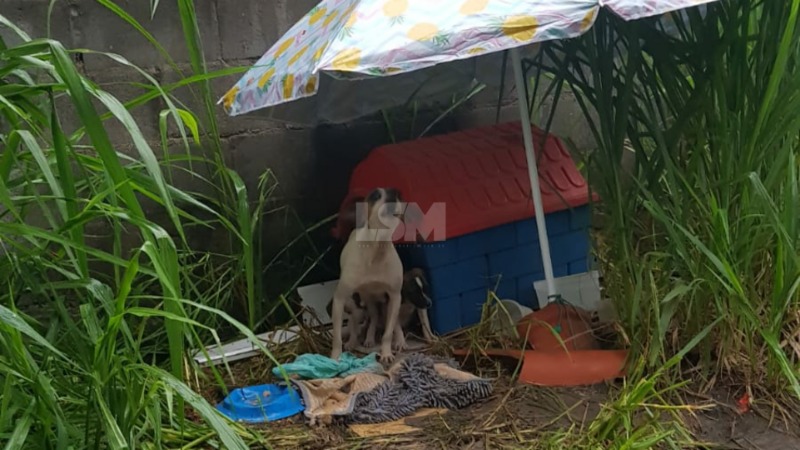 Cadela é abandonada com filhotinhos em Inoã