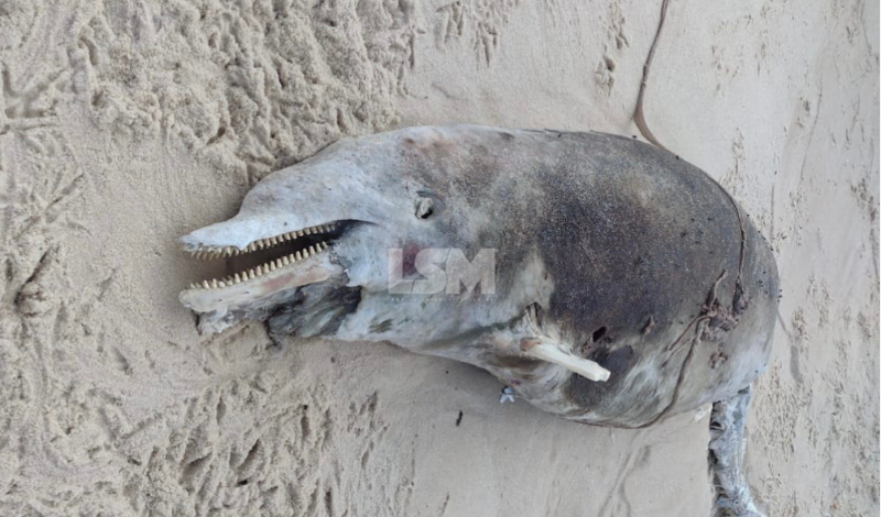 Golfinho é encontrado morto na Restinga de Maricá