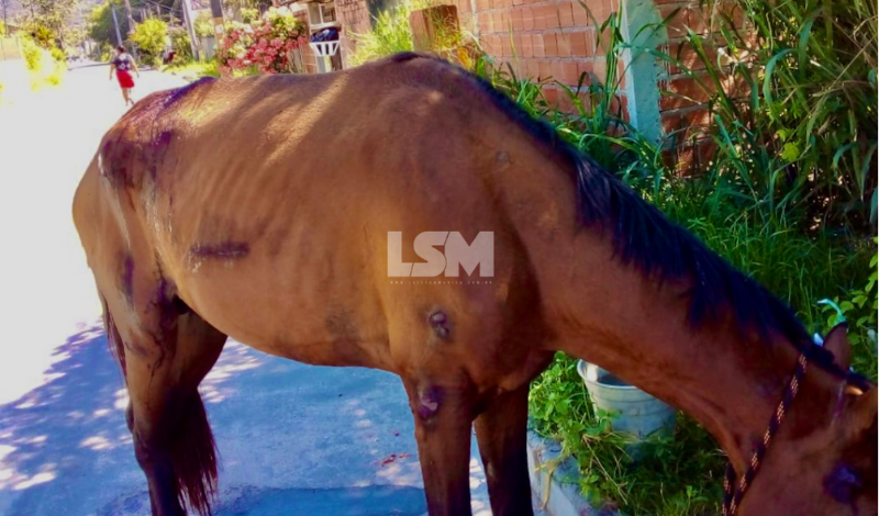 Moradores pedem resgate de cavalo acidentado em São José 