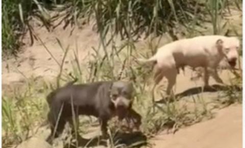 Duas Pitbull e um filhote são abandonados com sinais de maus-tratos na Restinga de Maricá