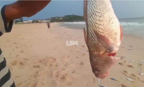 Pescadores acusam traineiras de descartar centenas de peixes em Orla de Ponta Negra