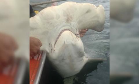 Pescadores fisgam tubarão-martelo em mar de Cordeirinho