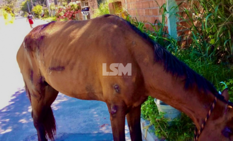 Moradores pedem resgate de cavalo acidentado em São José 