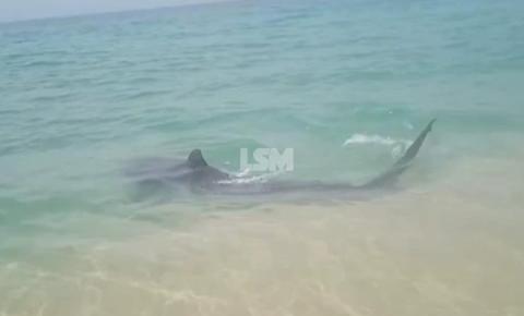 Tubarão é visto por banhistas na Praia de Itaúna, em Saquarema