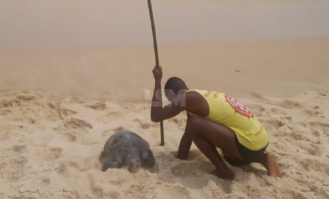 Tartaruga é encontrada morta na Praia de Itaipuaçu